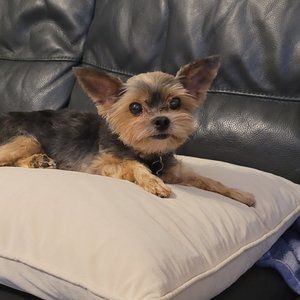 Meet your Posher, Antonietta